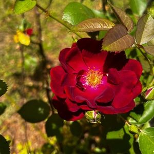 Meet your Posher, Sam